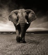 memoire elephant